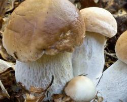 Белый гриб сушеный – описание с фото, состав и калорийность; как сушить и хранить в домашних условиях; использование продукта в кулинарии; польза и вред Полезны ли сухие грибы